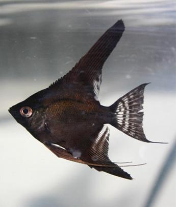 Black Angelfish (Pterophyllum scalare)