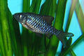 Checkerboard Barb (Oliotius oligolepis)