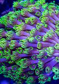 Goniopora coral (Goniopora sp.) — Photo: Icocka888, CC0, via Wikimedia Commons