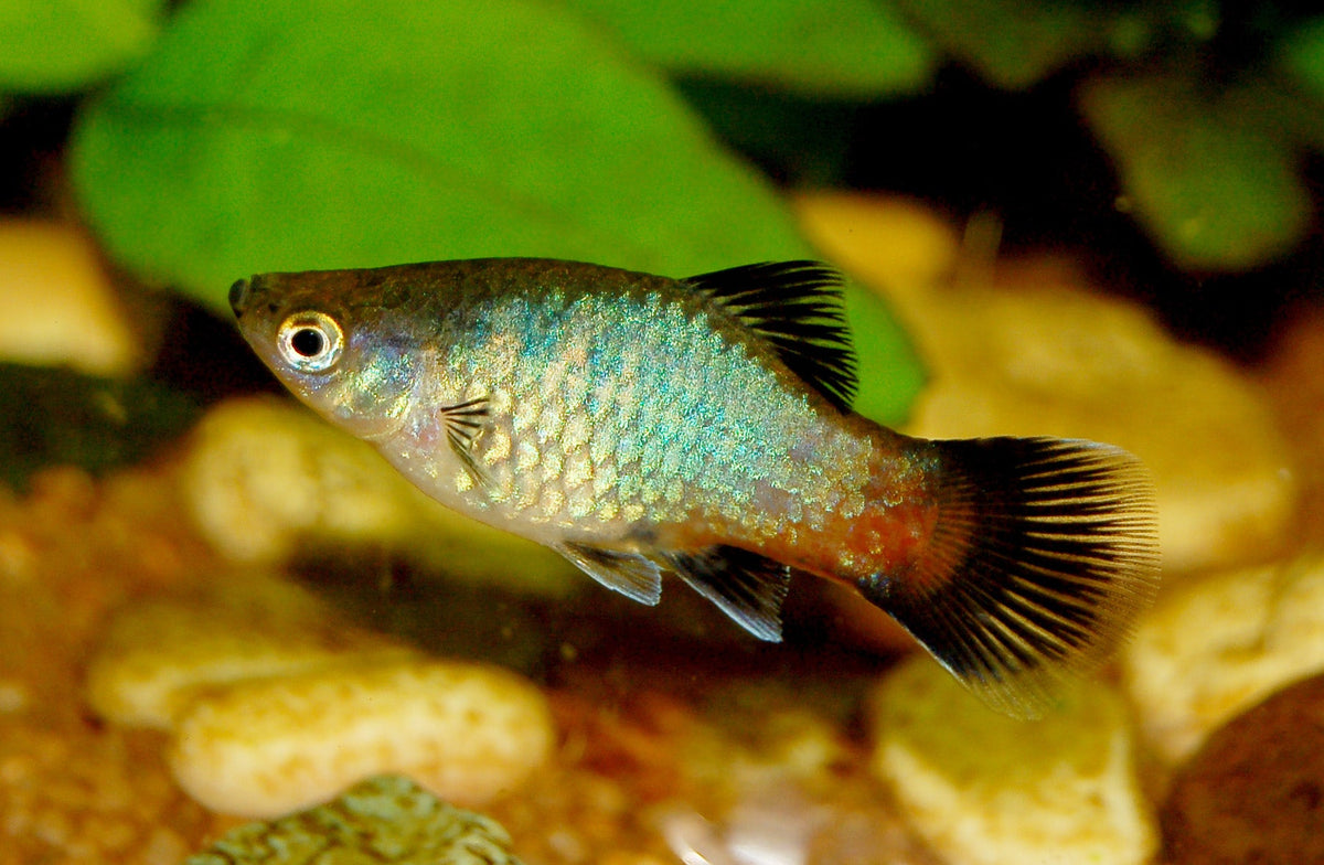 Imported Sunburst Wag Platy