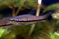 Brilliant Rasbora (Rasbora einthovenii) — Photo: Lerdsuwa, CC BY-SA 3.0, via Wikimedia Commons