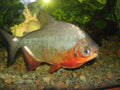 Red Pacu (Piaractus brachypomus)