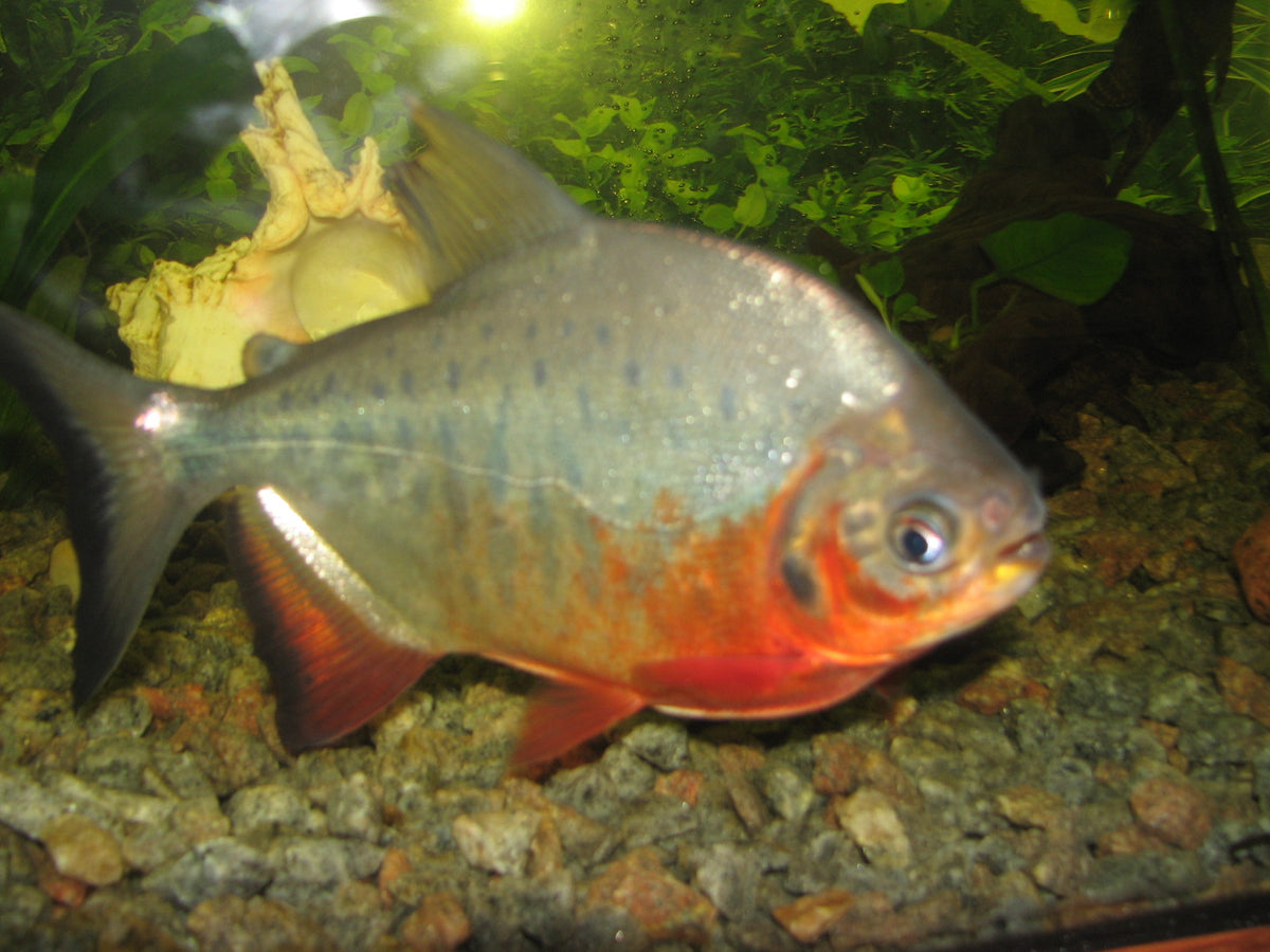 Red Pacu (Piaractus brachypomus)