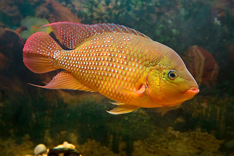 Tank-Raised Red Terror (Mesoheros festae)