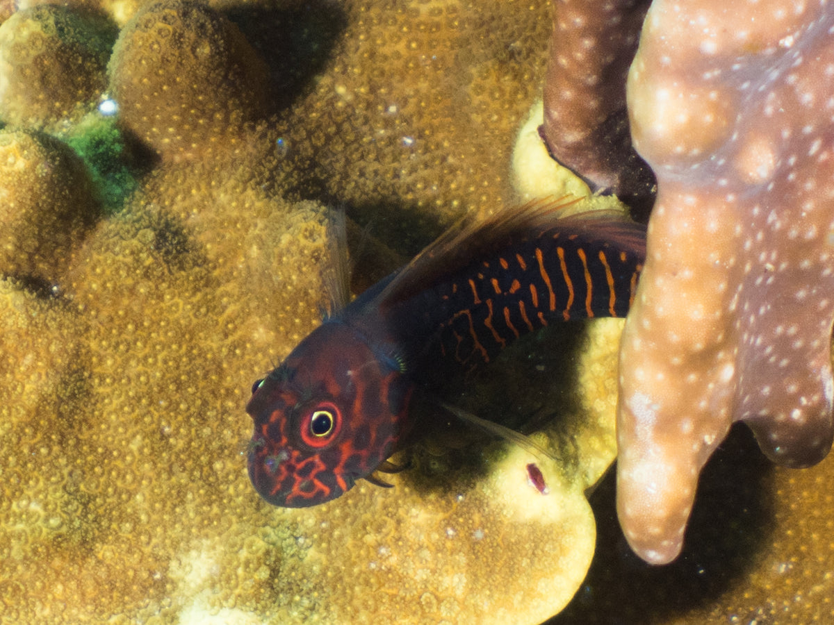 Redfin Algae Blenny