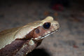 Smooth Sided Toad (Rhaebo guttatus)