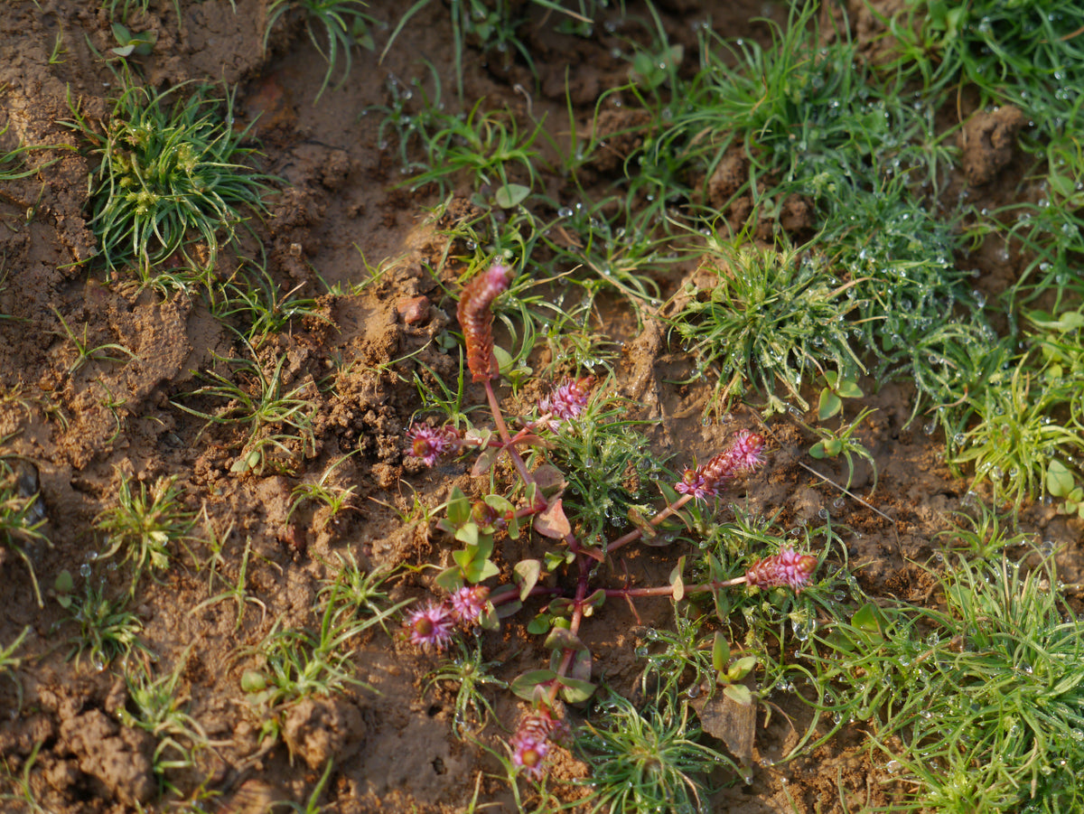 Rotala Macrandra — Photo: Dinesh Valke, CC BY-SA 2.0, via Wikimedia Commons