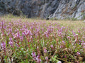 Rotala H'ra (Rotala rotundifolia) — via Wikimedia Commons
