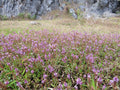 Rotala Rotundifolia Green (Rotala rotundifolia) — via Wikimedia Commons