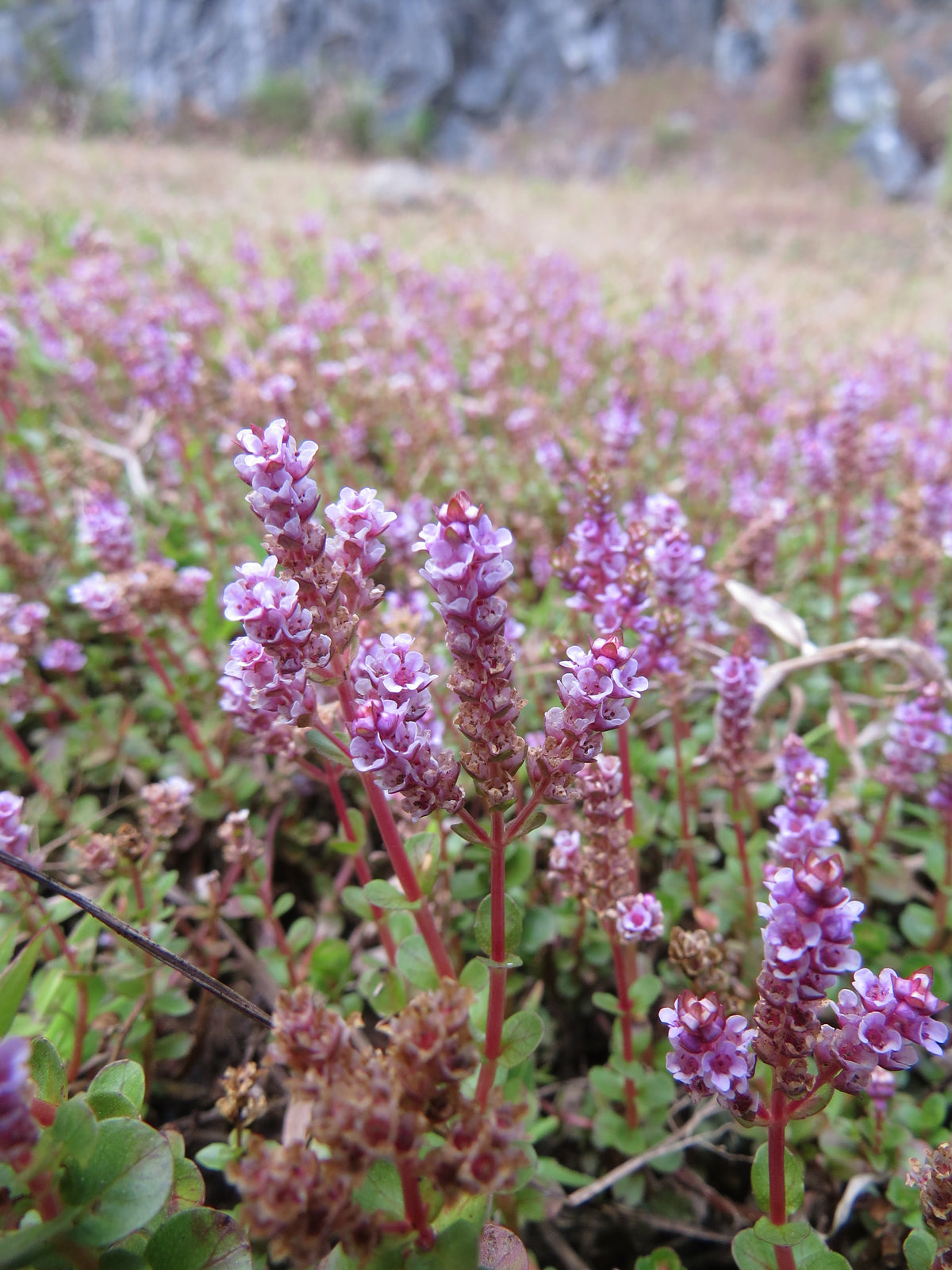 Rotala Rotundifolia Regular (Rotala rotundifolia) — via Wikimedia Commons