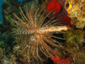 Brown Feather Duster (Sabellastarte sp.)