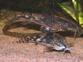 Tank-Raised Bearded Corydoras (Scleromystax barbatus)