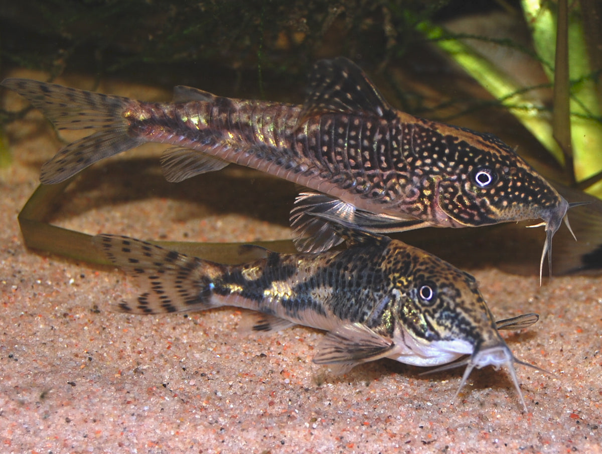 Tank-Raised Bearded Corydoras (Scleromystax barbatus)