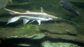 Lima Shovelnose Catfish (Sorubim lima)