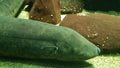 S.A. Gold Spot Lungfish (Lepidosiren paradoxa)