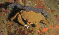 Colored Sponge Crab