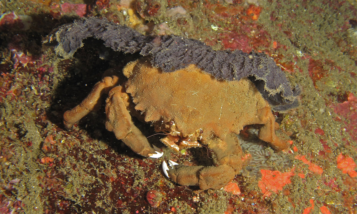 Colored Sponge Crab
