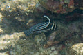 Spotted Drum (Equetus punctatus)