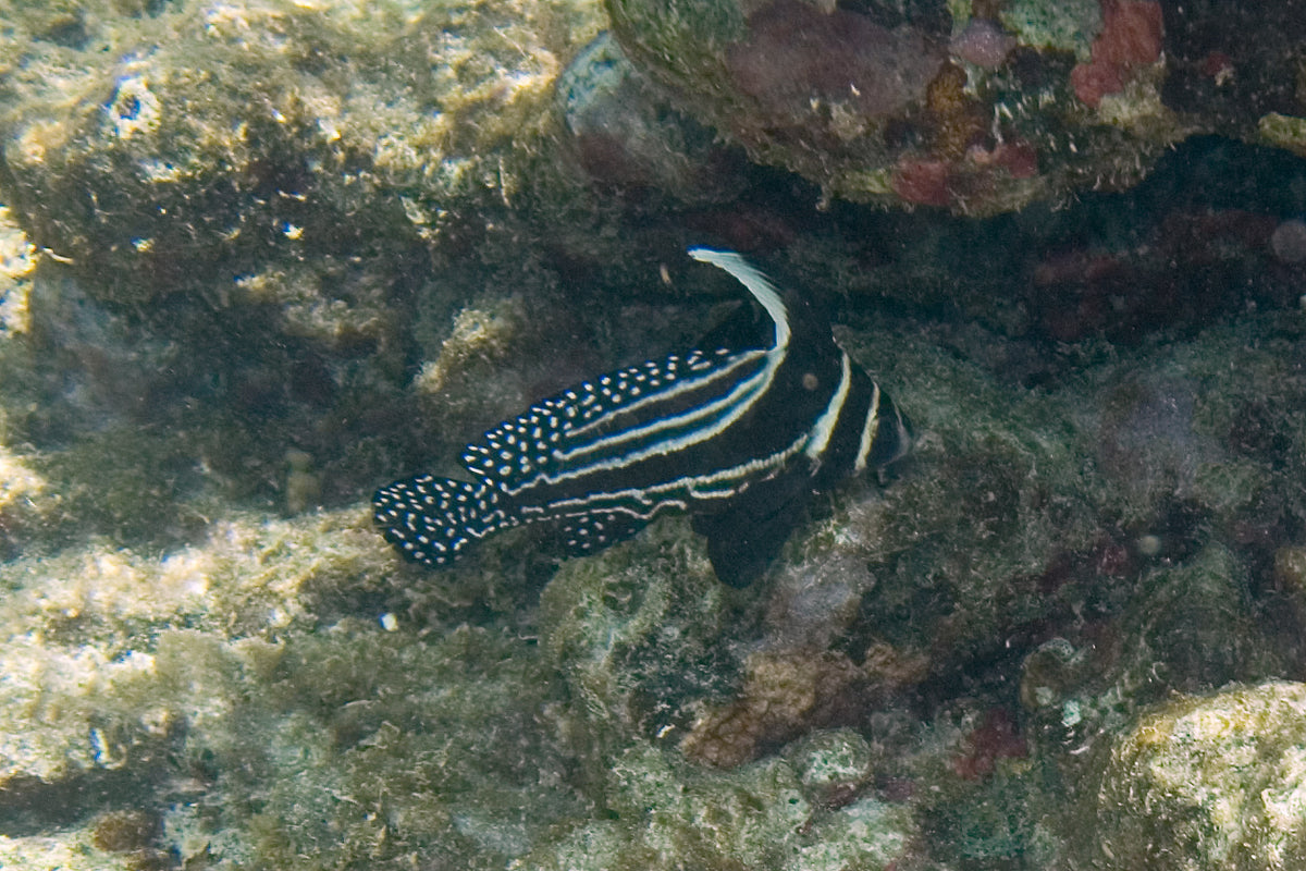 Spotted Drum (Equetus punctatus)