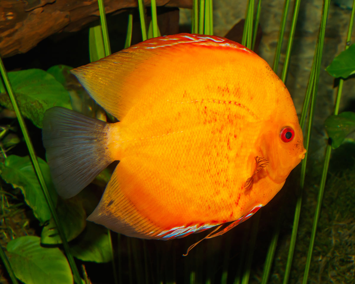 Gold Rainbow Discus (Symphysodon sp.)