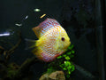 Yellow Pigeon Panda Discus (Symphysodon sp.)