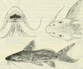 Synodontis soloni — 1899 scientific plate (Boulenger, public domain); live photo coming