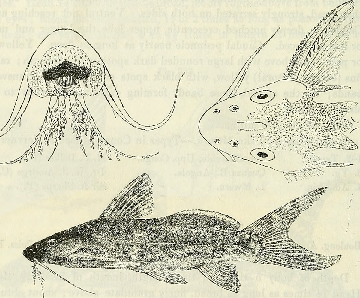 Synodontis soloni — 1899 scientific plate (Boulenger, public domain); live photo coming