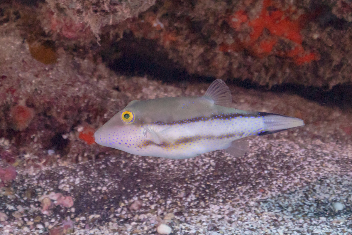 Caribbean Sharpnose Puffer (Canthigaster rostrata)