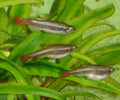 White Cloud Mountain Minnow (Tanichthys albonubes)