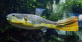 MBU Puffer (Tetraodon mbu)