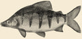 Distichodus Lusosso