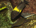 Tropheus moorii Moliro