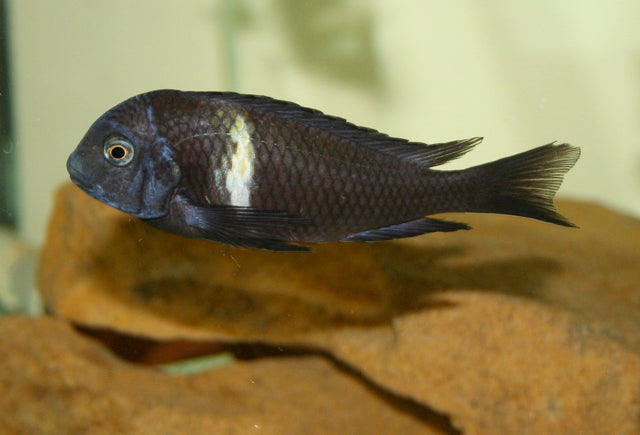 Tropheus Duboisi