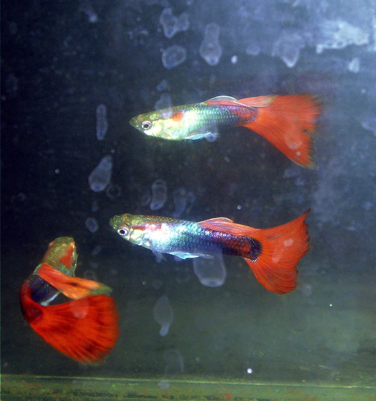 Tuxedo guppy (Poecilia reticulata) — Photo: Fanghong, CC BY-SA 3.0, via Wikimedia Commons