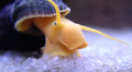 Orange Rabbit Snail (Tylomelania sp.) — photo: Bloodshot20, CC0, via Wikimedia Commons