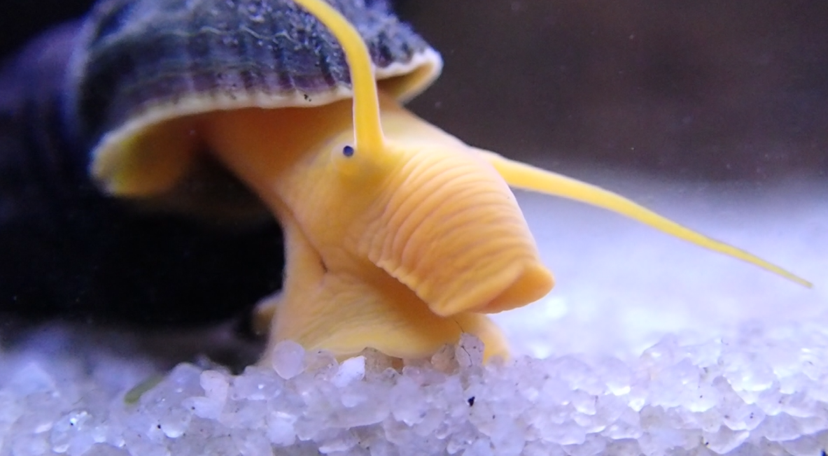 Orange Rabbit Snail (Tylomelania sp.) — photo: Bloodshot20, CC0, via Wikimedia Commons