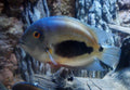 Tank-Raised Uaru Cichlid (Uaru amphiacanthoides)