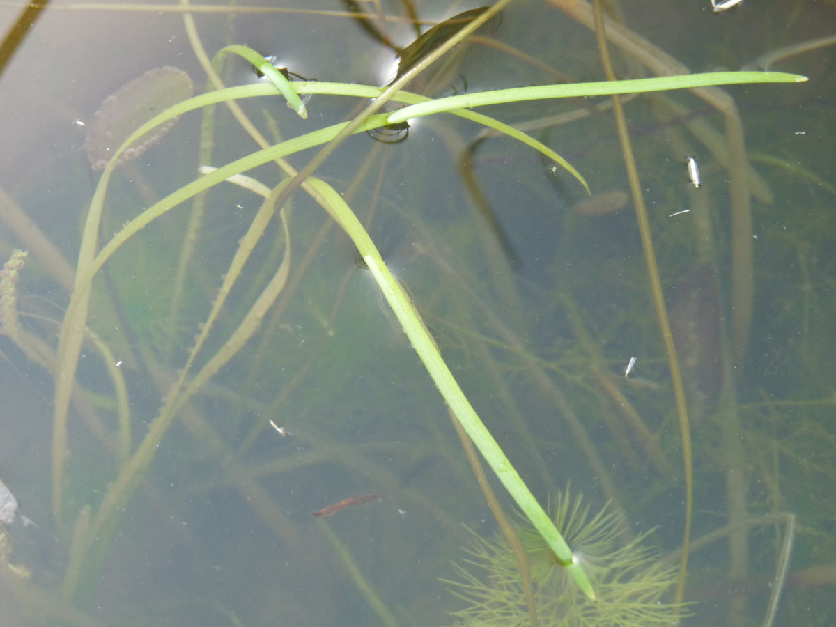 Vallisneria Torta (Vallisneria) — via Wikimedia Commons