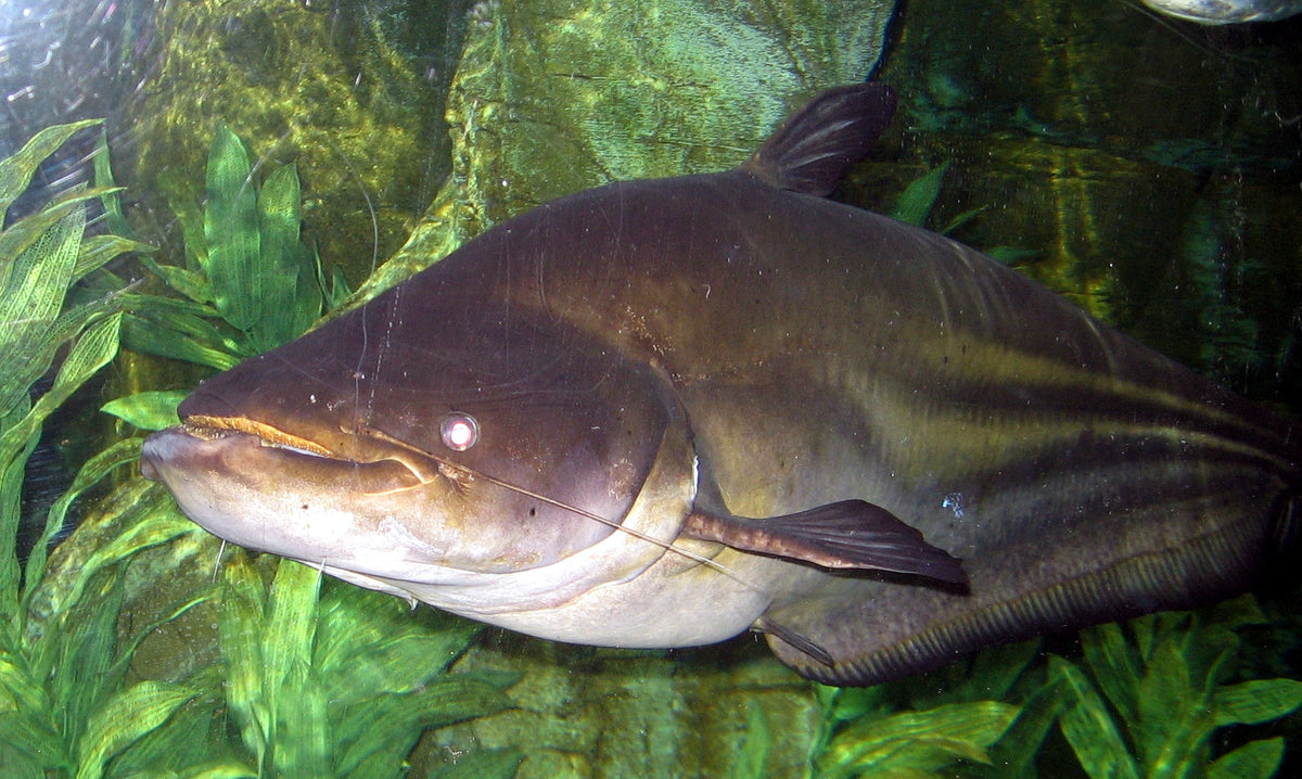 Marble Wallago Catfish (Wallagonia leerii)