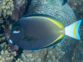 Gold Rim Tang (Acanthurus nigricans)