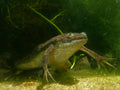 Tank-Raised African Clawed Frog (Xenopus laevis) — Photo: Marius Burger, CC0, via Wikimedia Commons