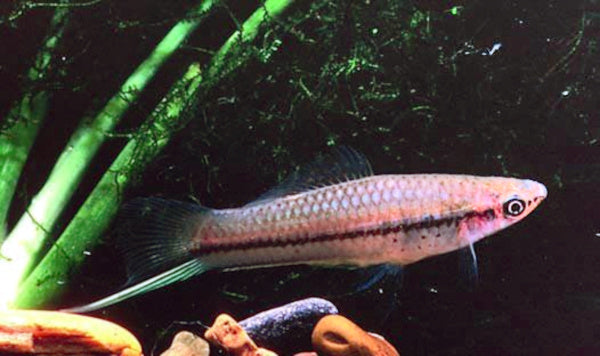 Red Painted Swordtail (Xiphophorus hellerii) — Photo: Böhm, CC BY 2.5, via Wikimedia Commons