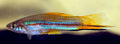 Green Swordtail (Xiphophorus hellerii) — Photo: André Karwath (Aka), CC BY-SA 2.5, via Wikimedia Commons