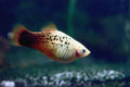 Tricolor Platy (Xiphophorus maculatus) — photo: vxixiv, CC BY 2.0