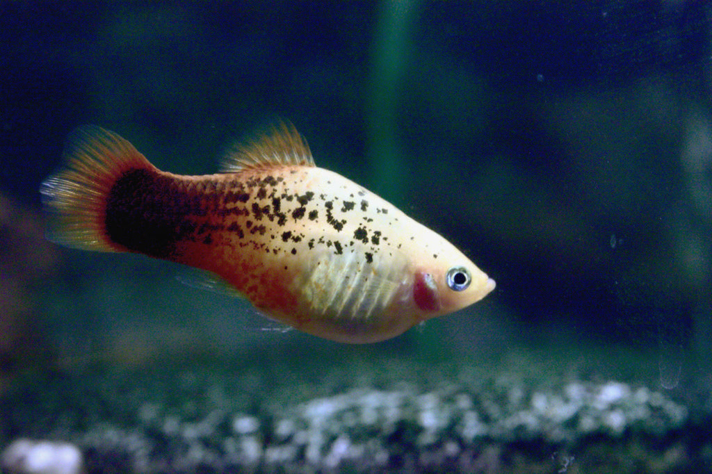 Tricolor Platy (Xiphophorus maculatus) — photo: vxixiv, CC BY 2.0
