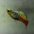 Sunset Variatus Platy (Xiphophorus variatus) — Photo: Adrian Torres B., CC0, via Wikimedia Commons