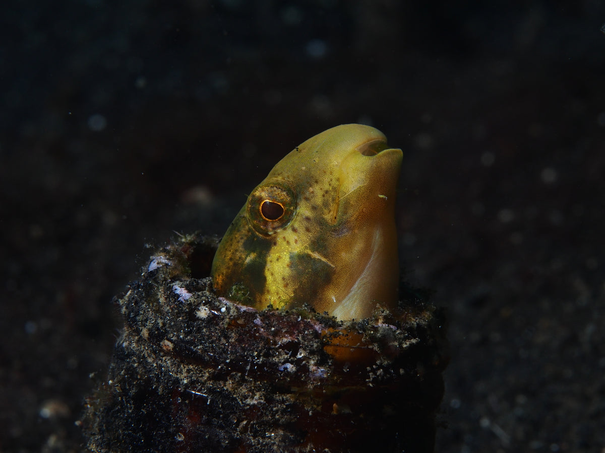 Mock Blenny