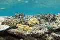 Yellow Leather Toadstool Coral (Sarcophyton sp.)