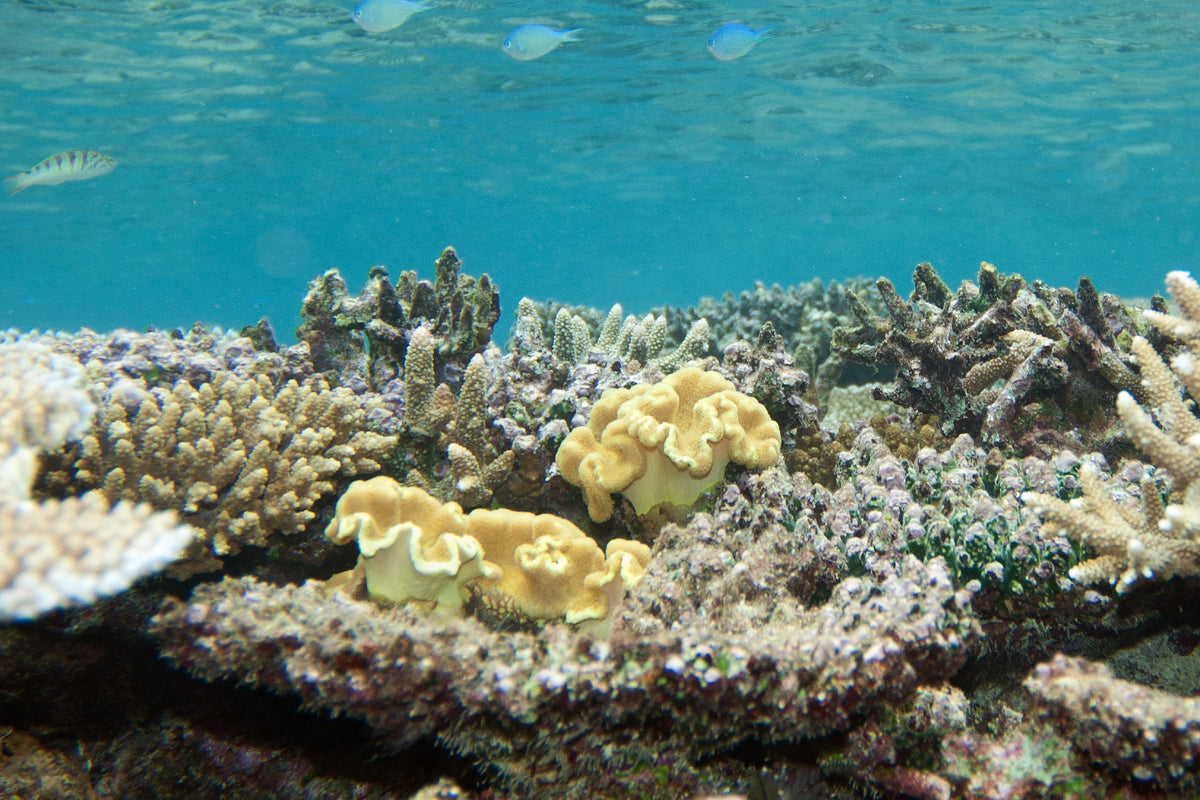 Yellow Leather Toadstool Coral (Sarcophyton sp.)