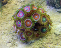Multicolor Zoanthid Rock